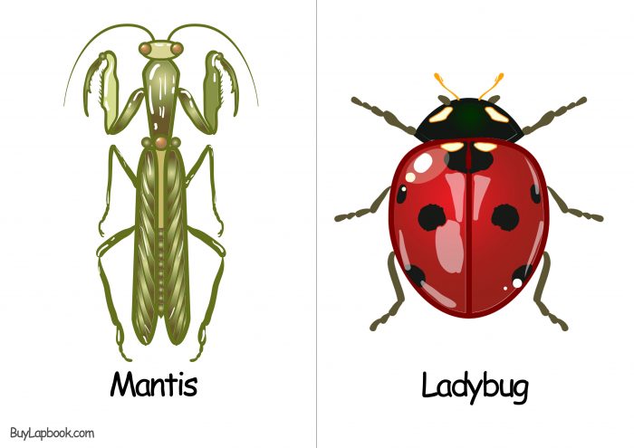 Mantis ladybug pictures to print