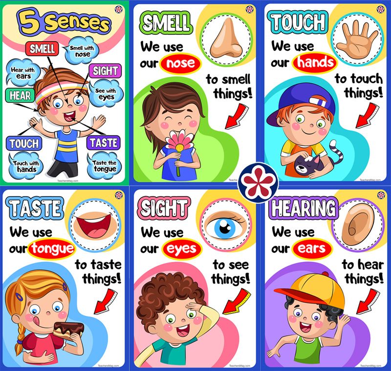 5 Senses Activities For Preschoolers BuyLapbook