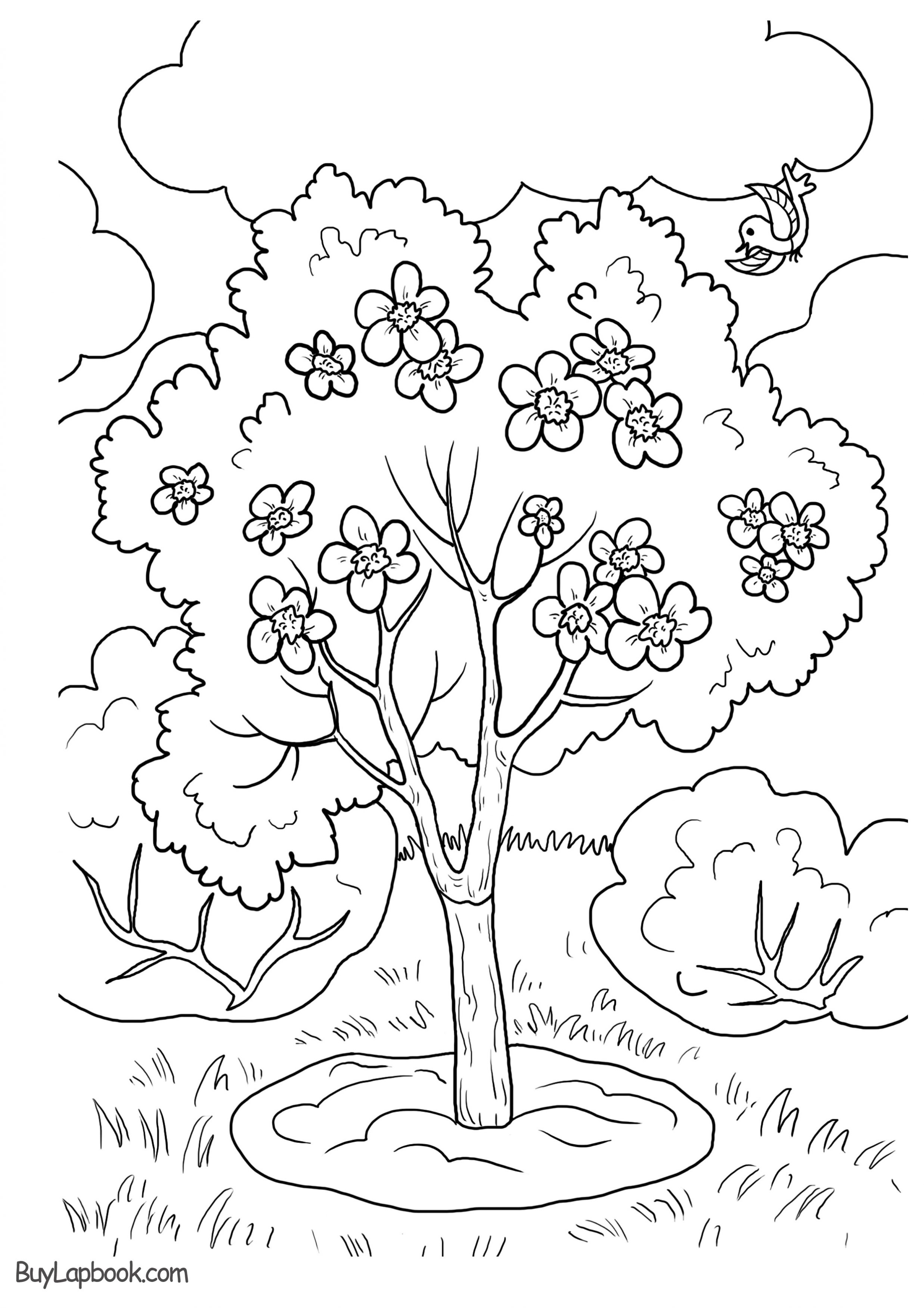 An Apple Tree Life Cycle – Free Printable Resources | BuyLapbook