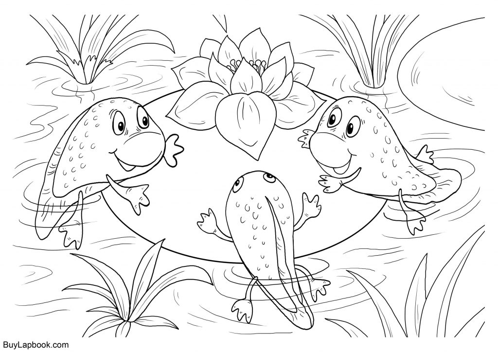 The Life Cycle of a Frog. Free Coloring Pages – BuyLapbook